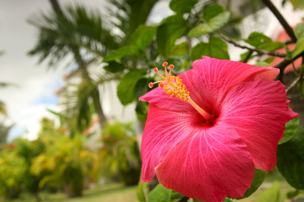 Ocean Villas Hotel Grand-Baie Eksteriør billede